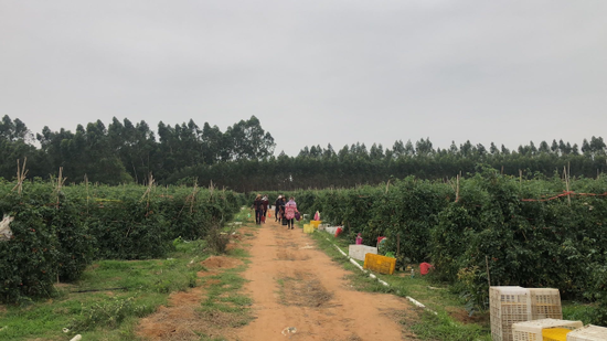 遂溪县界炮镇江头村已经形成连片圣女果种植基地。