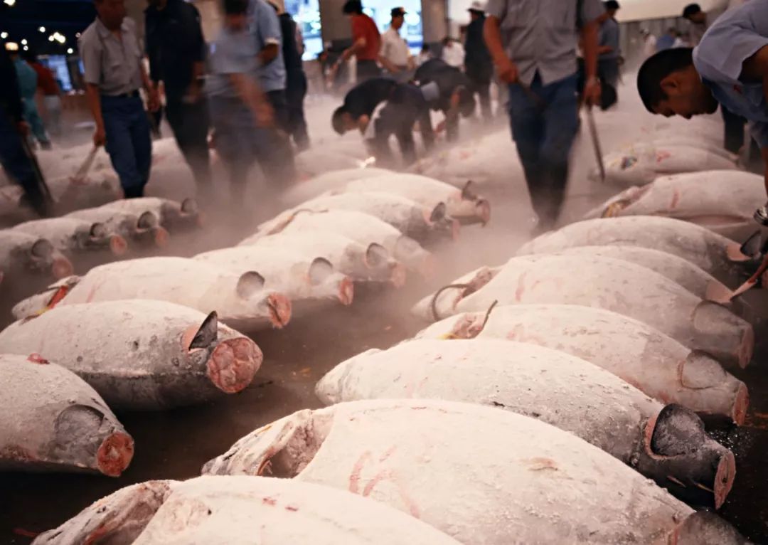 丰洲市场全称为“东京都都营食品批发市场”，2018年10月从筑地搬至丰洲。/丰洲市场协会