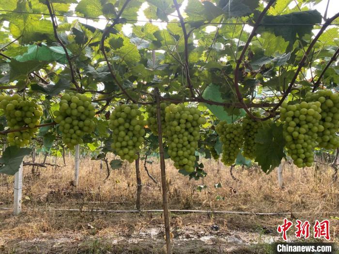 丰硕的“阳光玫瑰”葡萄 王亚鹏 摄 丰硕的“阳光玫瑰”葡萄 王亚鹏 摄