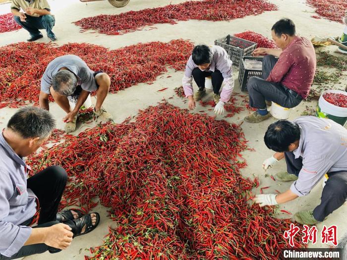 正在分拣辣椒的菜农 王亚鹏 摄 正在分拣辣椒的菜农 王亚鹏 摄